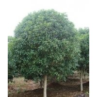 安徽6公分大葉女貞報價，苗圃出售10公分高桿女貞