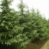 雪松基地|南京5米雪松價格報價參考報價