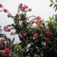 產地直銷5公分的紫薇花，低價出售