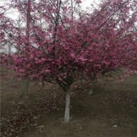 產(chǎn)地直銷2公分的垂絲海棠，低價供應(yīng)