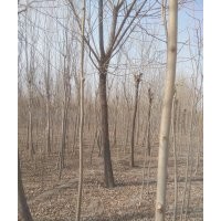 大量供應(yīng)，白蠟，柳樹，