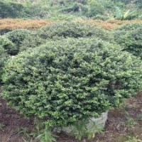 冠幅50公分龜甲冬青球，現(xiàn)價10元