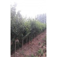 出售木槿3-4公分，量大，手機(jī)號(hào)15966192988