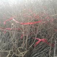 高100公分貼梗海棠的裝車價格_量多優(yōu)惠