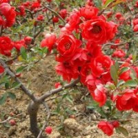 哪里產(chǎn)的貼梗海棠苗？