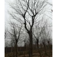 肥西苗木基地供各種苗木樸樹,重陽木,榔榆