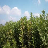 120公分高紅王子錦帶花的批發(fā)價格