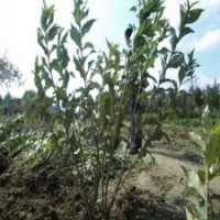 80公分高紅王子錦帶花的批發(fā)價格