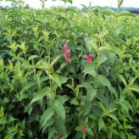 60公分高紅王子錦帶花的批發(fā)價格