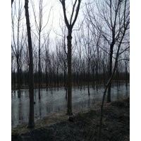 大量供應(yīng)，白蠟，柳樹，