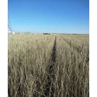 一年生，二年生檸條苗，楊材苗，紫穗槐，沙棘苗