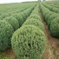 江蘇刺柏基地_大量2.5米高刺柏價(jià)格34元