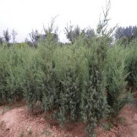 2米高刺柏_產(chǎn)地貨源充足_23元