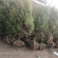 江蘇塔柏基地150公分的報(bào)價(jià)