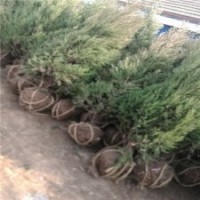 江蘇塔柏基地120公分的報(bào)價(jià)