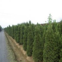 120公分高圓柏的批發(fā)價格