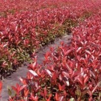 供20公分以上雞爪槭櫻花海棠羽毛楓羅漢松紅梅出售