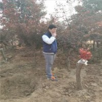 精品8公分美人梅，批發(fā)價(jià)格240元，量多優(yōu)惠