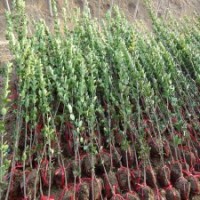 基地直銷2.2米高北海道黃楊，江蘇只賣12元