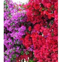 大量供應(yīng)各種規(guī)格三角梅，葉子花，大紅花，紫花