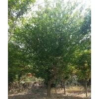 垂絲海棠15-20公分