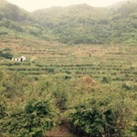 供精品海棠紅楓紅梅雞爪槭櫻花紅葉石楠羽毛楓出售