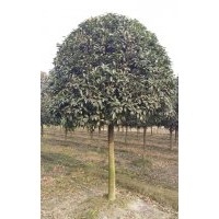 云南地區(qū)供應 桂花