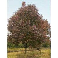 秋紫蠟美國白蠟秋紫蠟青島國創(chuàng)園林4-14公分秋紫蠟