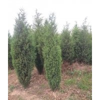 供應(yīng)1.5米北京儈