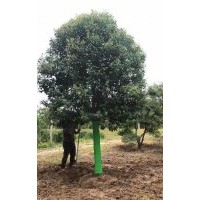 大葉女貞產(chǎn)地直銷大葉女貞苗、，全部低價批發(fā)