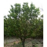 八棱海棠八棱海棠樹