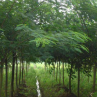 江蘇沭陽(yáng)合歡樹價(jià)格合歡產(chǎn)地供應(yīng)4-15公分合歡