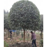 成都高桿桂花8-15公分一手貨源精修剪產(chǎn)地溫江分枝1.5-1.8