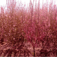 重瓣榆葉梅2-10公分