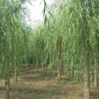 河北省保定市13公分垂柳價格