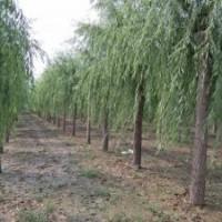 河北25公分垂柳價格