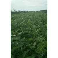 刺槐苗 刺槐小苗 刺槐小苗種植基地