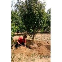 八棱海棠之鄉(xiāng)眾誠園林