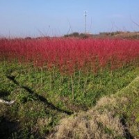 3——5公分赤楓