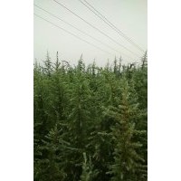 河南駐馬店雪松基地