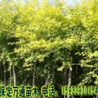 香花槐 香花槐基地 香花槐小苗 平頭香花槐