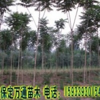 楊樹 速生楊 毛白楊 楊樹基地