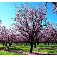 哪里有5公分櫻花苗？樹形好的