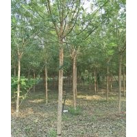 國槐樹_國槐樹價(jià)格_國槐樹圖片