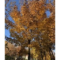 供應(yīng)遼寧桓仁縣圃地8_12公分五角楓