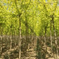 8-10公分金葉復葉槭