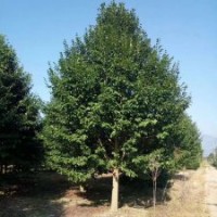 出售8——20公分樂昌含笑