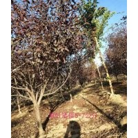出售苗圃紫葉矮櫻4-7公分