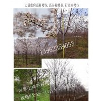 大量供應高桿櫻花