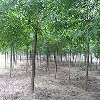 供應(yīng)全國白蠟、白蠟樹苗、白蠟種植技術(shù)